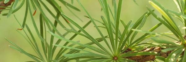 Ecosystem Integrity banner