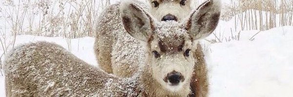 moontwixes Profile Banner