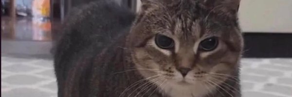 neomaxizoomdwe Profile Banner