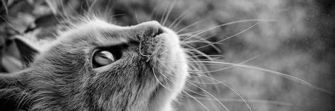 さぶべくと banner