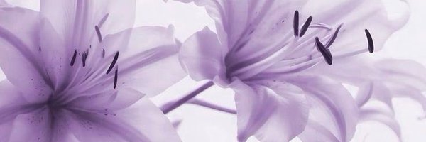 bbybo03 Profile Banner