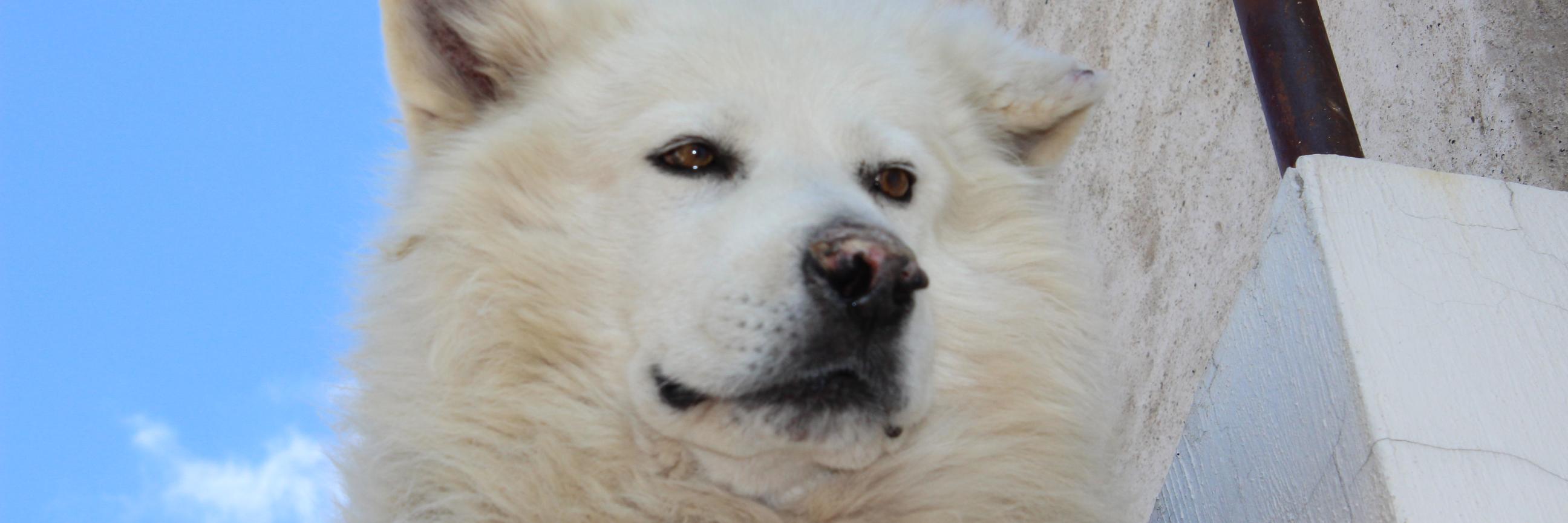 Alejandro Muñoz banner