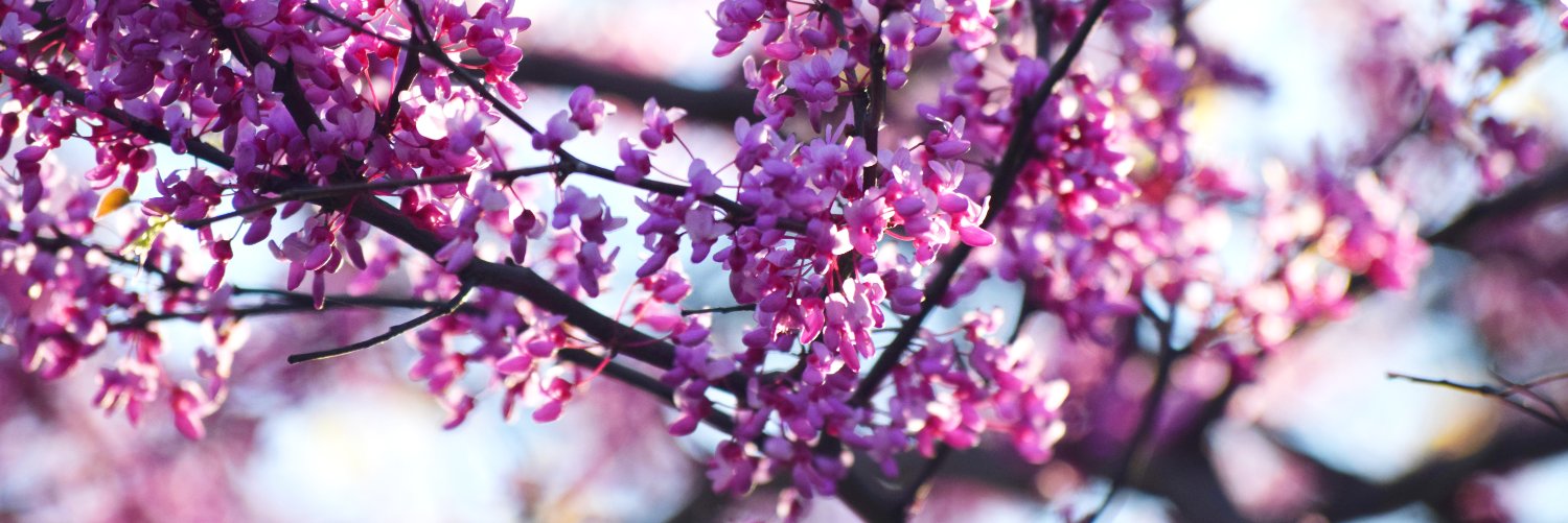 TWUTeacherEducation banner