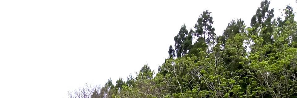 ヤギヤヨイ🐐🌶 banner