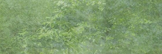 lana ⋆ banner