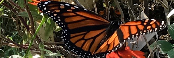 davidmarquez Profile Banner