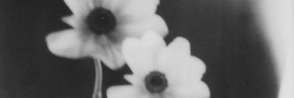 YSL banner