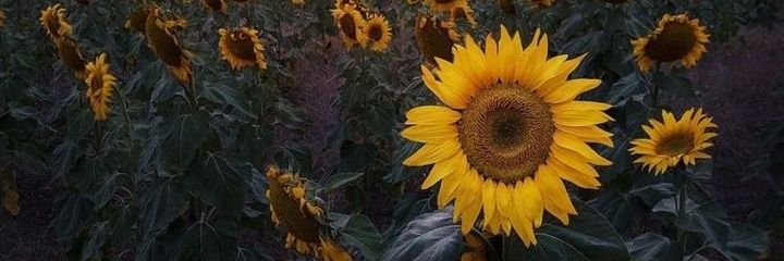 aweshan33's profile banner image