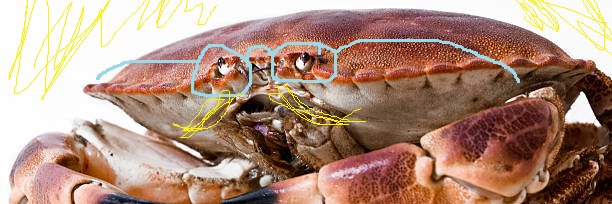 MuppetBeanPods's profile banner image