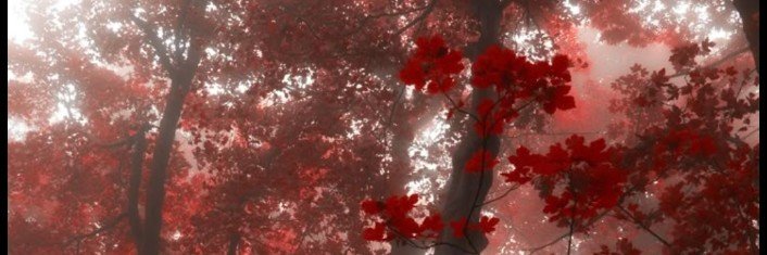 Who0isyiu's profile banner image