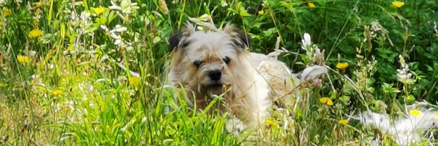 Catampos's profile banner image
