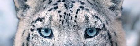 Steroid Himmler☀️🏖️ banner