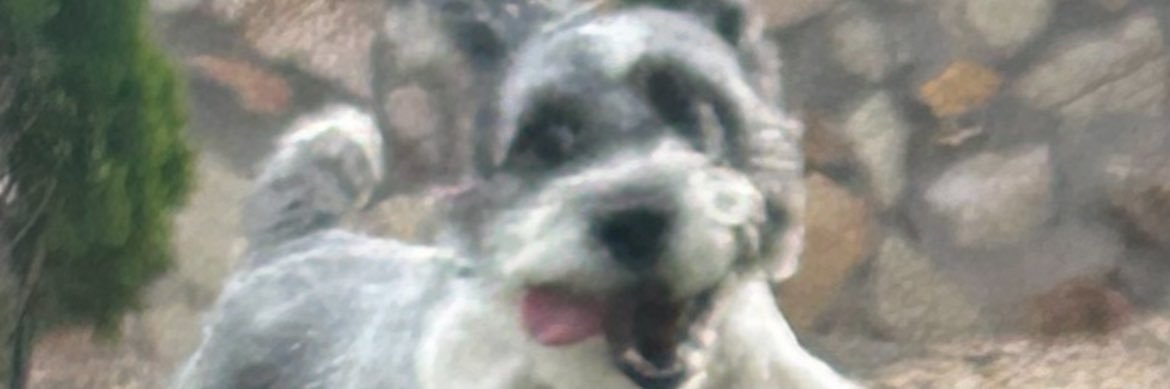 ShaeD_coaching banner