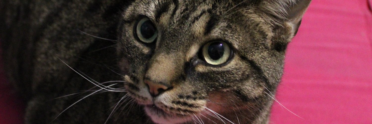 PakhetCat's profile banner image