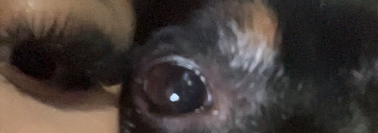 aliyahSarame's profile banner image