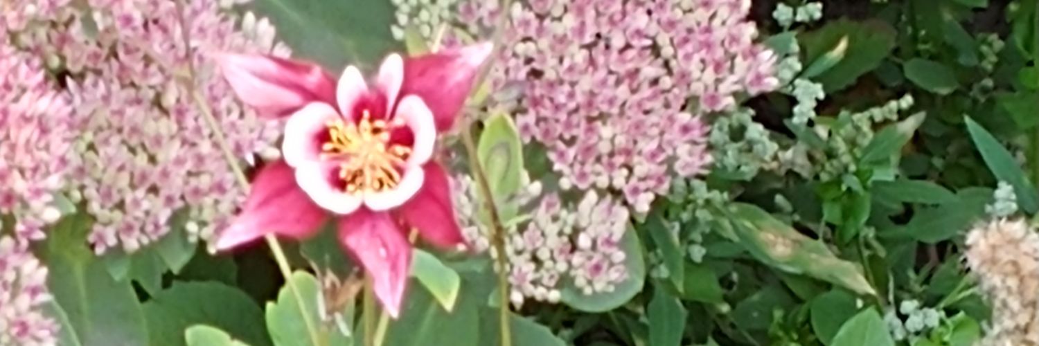 cher_jim's profile banner image