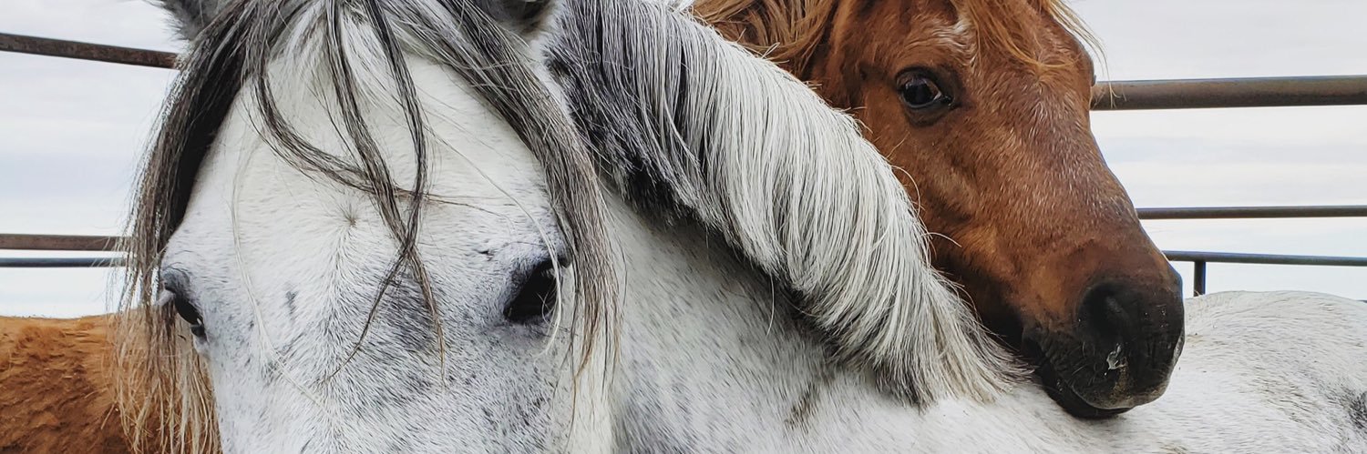 SagehillStables's profile banner image
