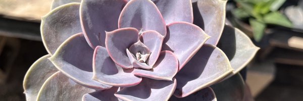 silver_nouse Profile Banner