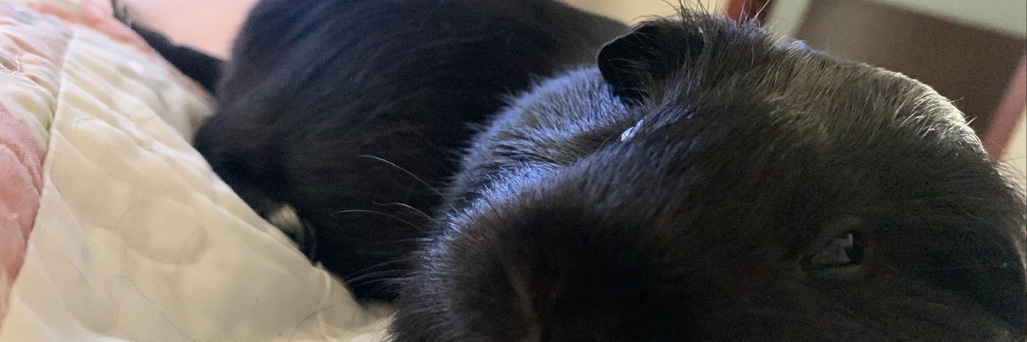 beatrizd_'s profile banner image