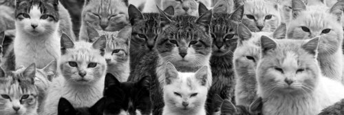 three100cats's profile banner image