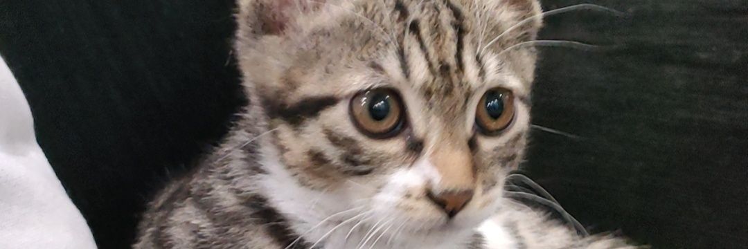 AmanjoL🔶BNB banner