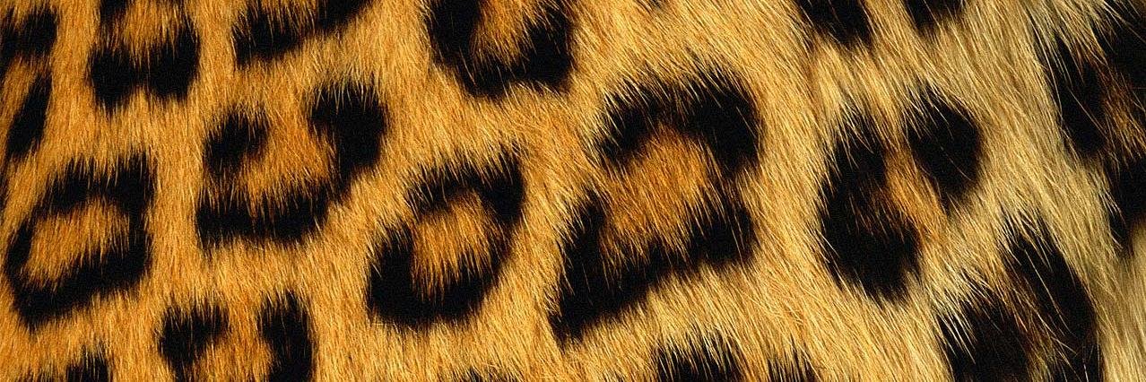 franktobe's profile banner image
