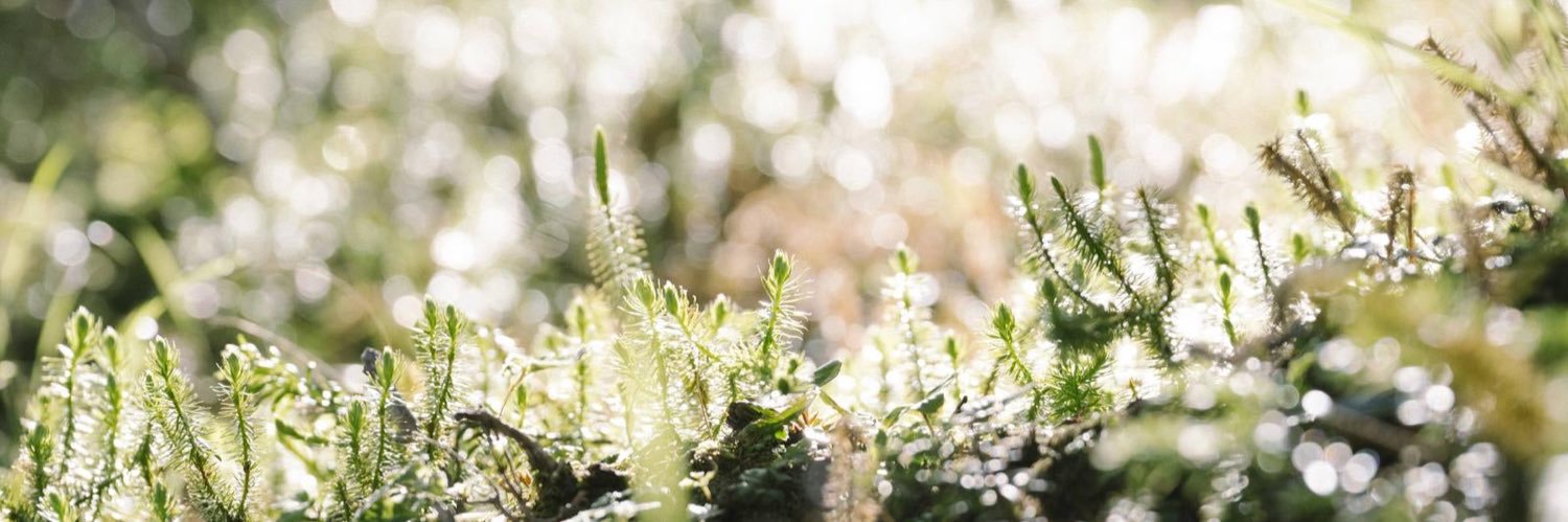 にたり｜Web design ; banner