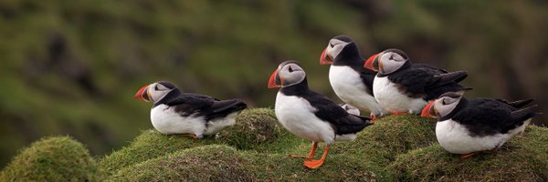 ABCbirds Profile Banner