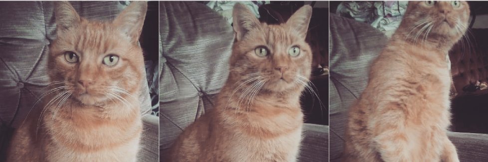 Scruffycat171's profile banner image