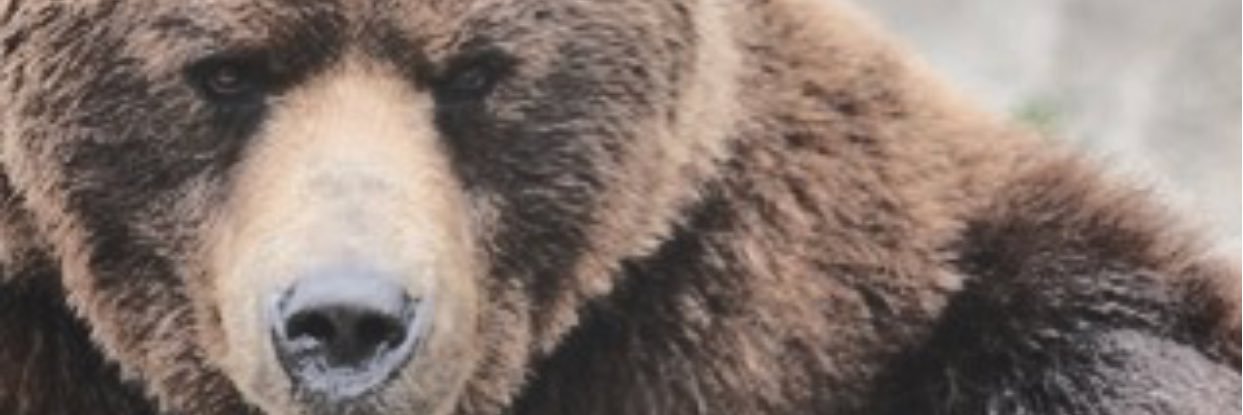 Siouxper_Rene's profile banner image