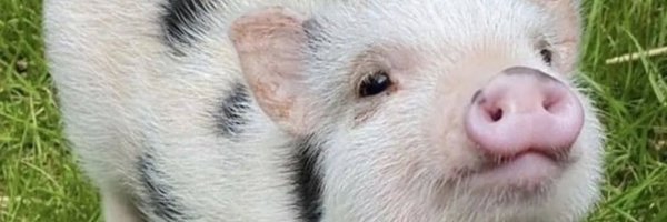 tflSMPS2Ee4023 Profile Banner