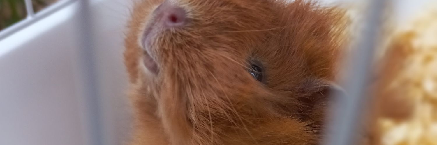 Ariadnaif's profile banner image