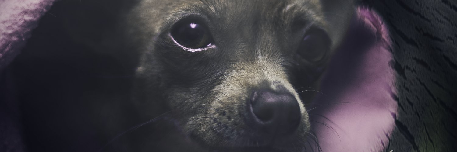 RodoGarDi's profile banner image