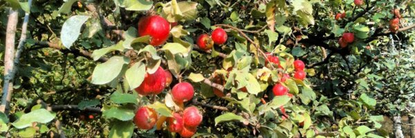 Bushwhckr Profile Banner