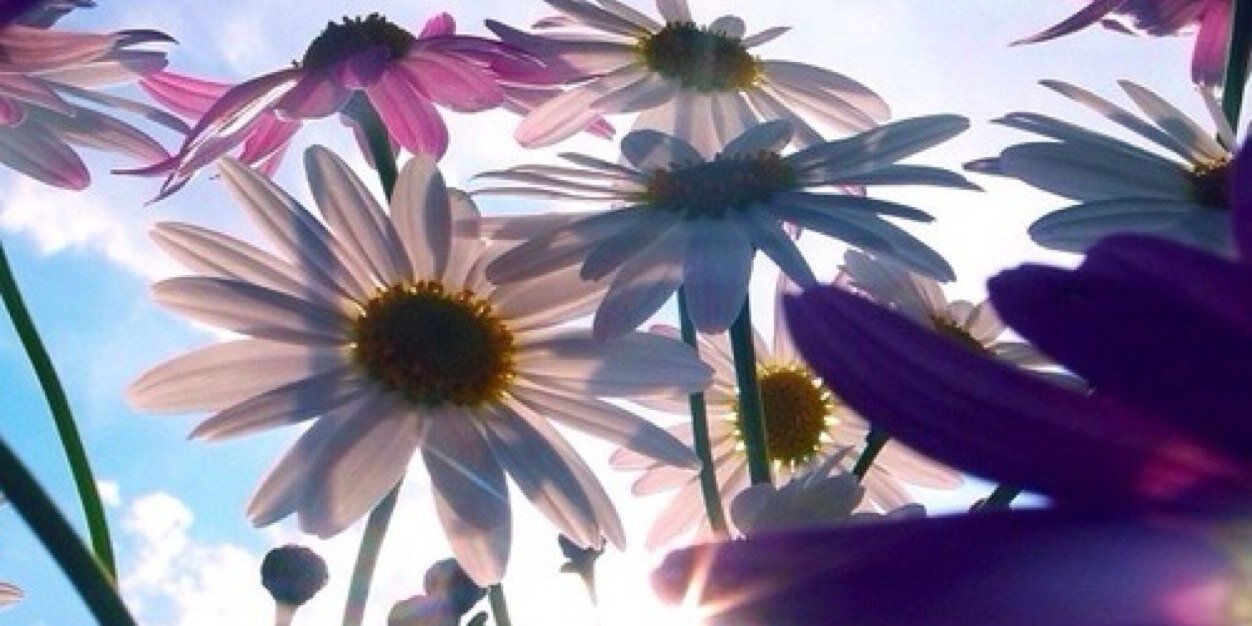 _selenamichelle's profile banner image