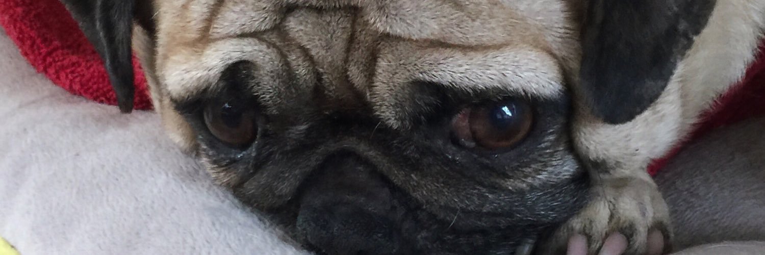 MaxiPugladiator's profile banner image