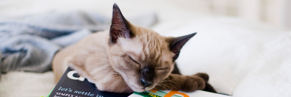 VetTechColleges banner