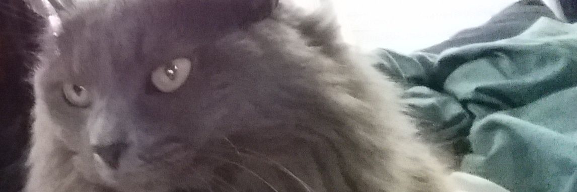 Tenisballl's profile banner image