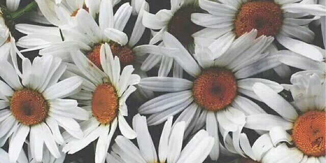 EleanorWills's profile banner image