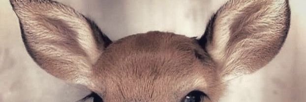 jobear ʚଓ banner