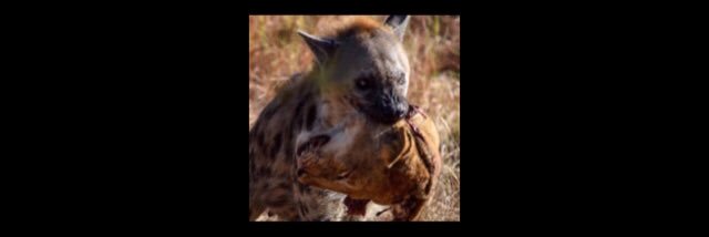 pauwerfu11's profile banner image