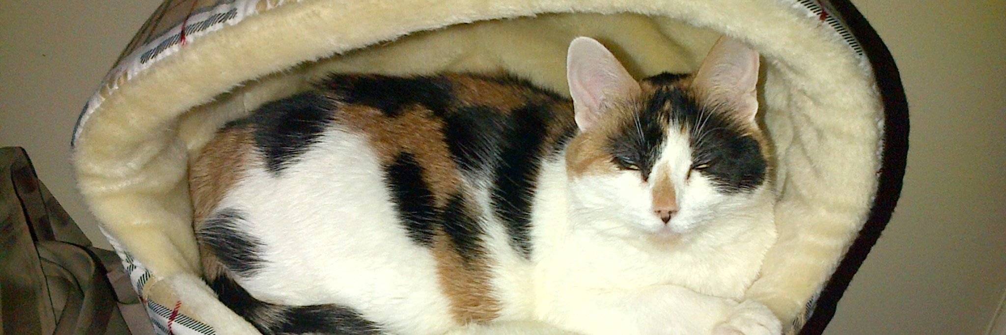 MacfineB's profile banner image