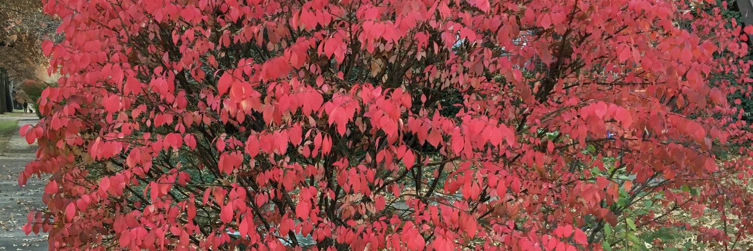 HedgehogsRule banner