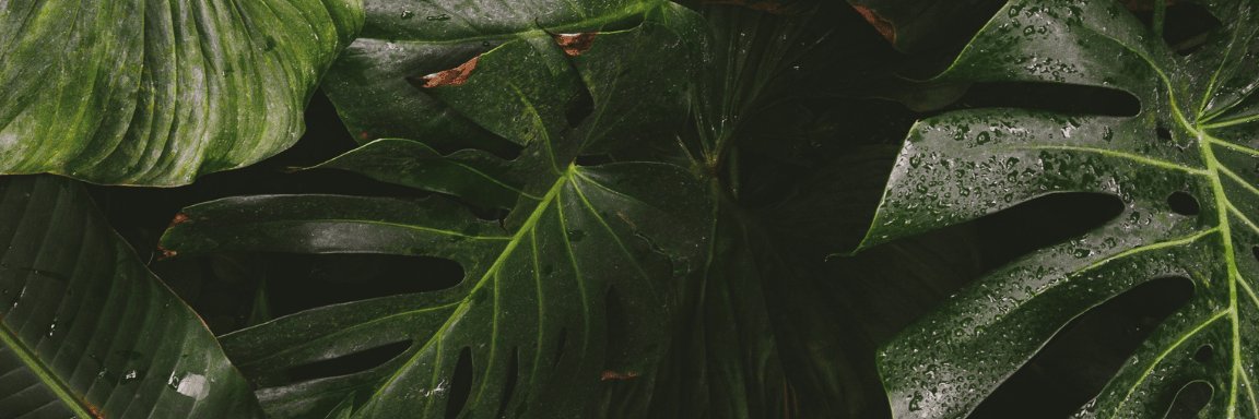 ᴏʀᴀʏʟᴀ banner