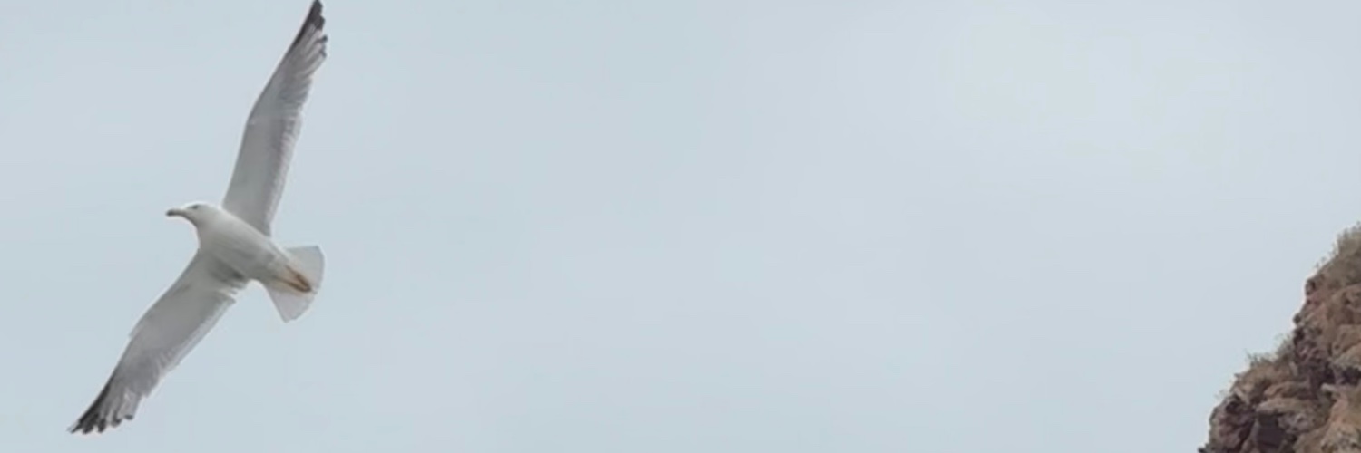 “Cool Joe” banner