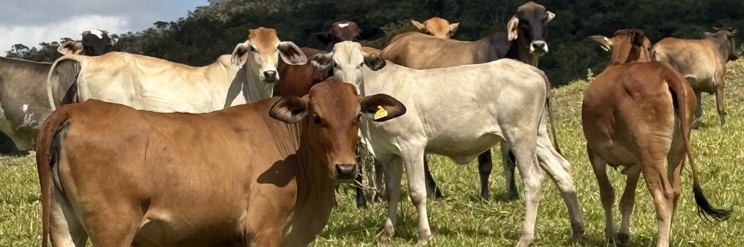 Guilherme Soares banner