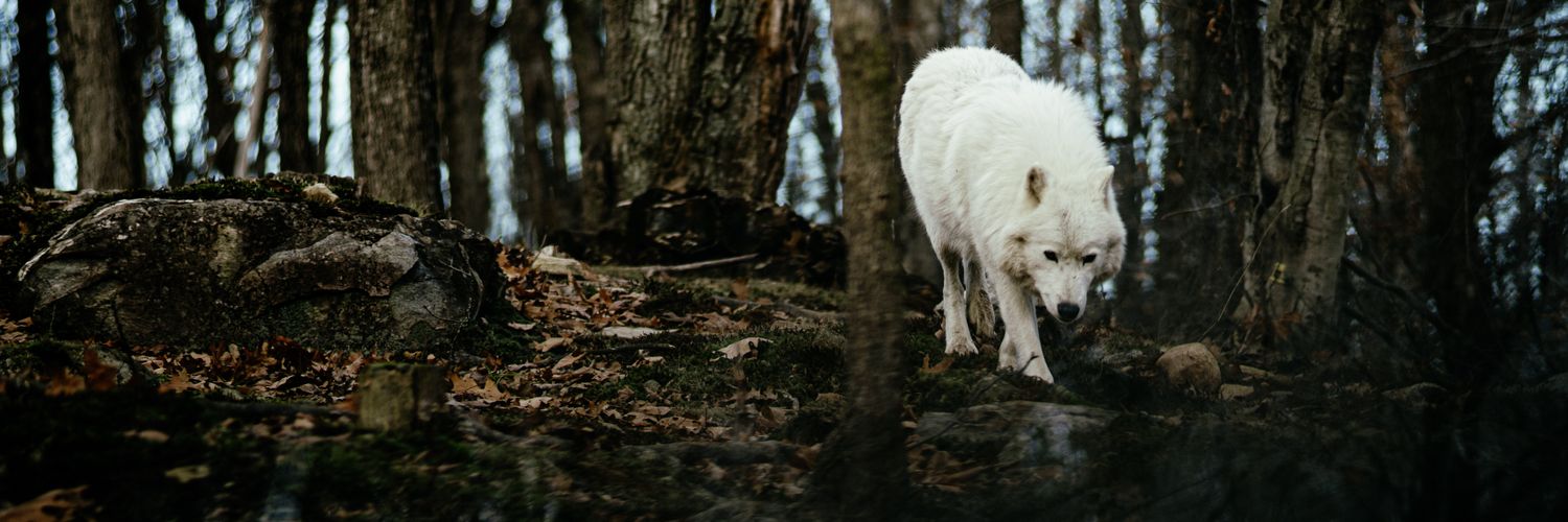 Aᴅɪʙ Mᴜғᴛʏ banner