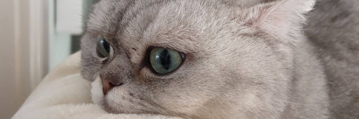 M banner