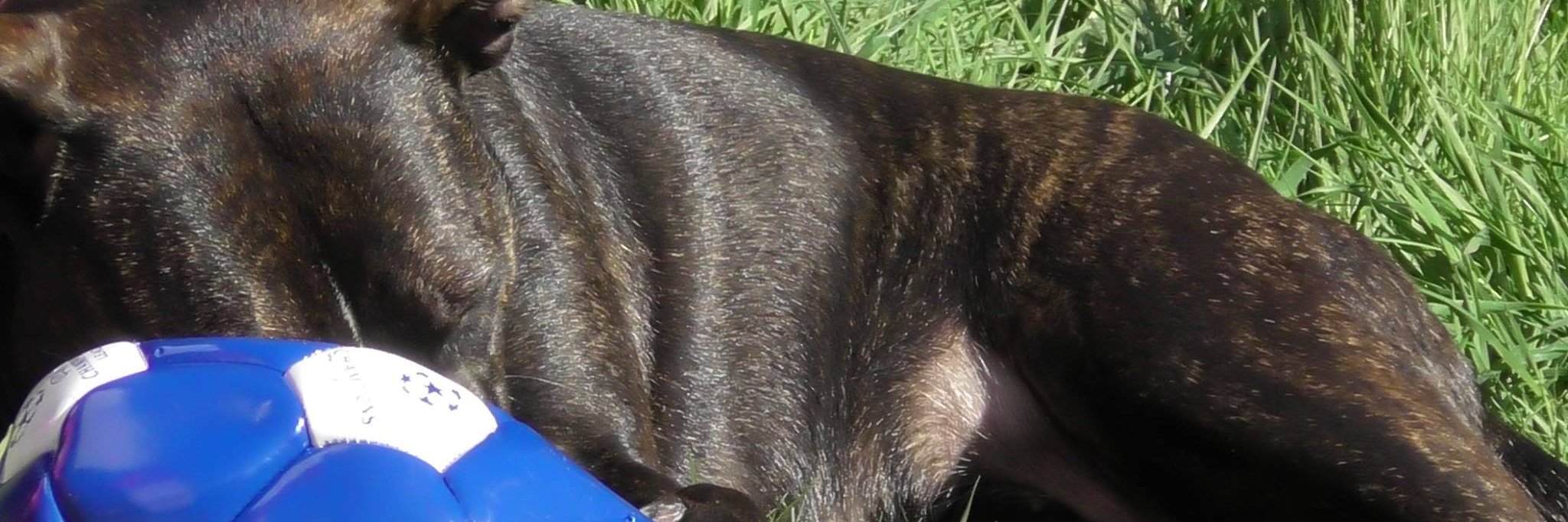 gillian burden banner