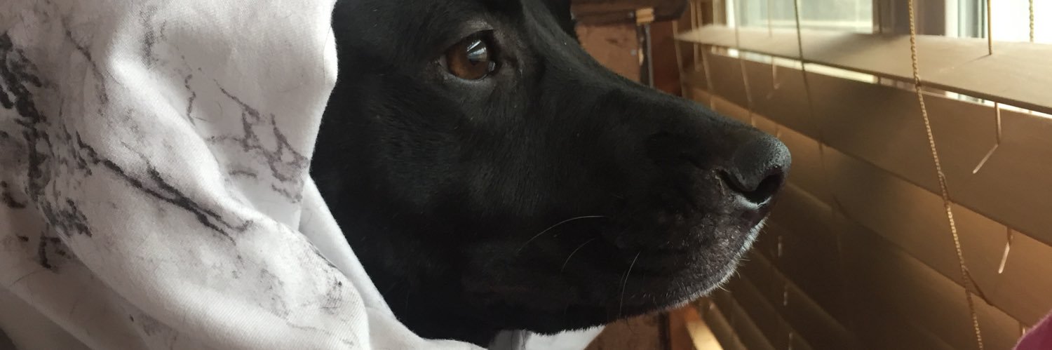 ShelbyLMD's profile banner image